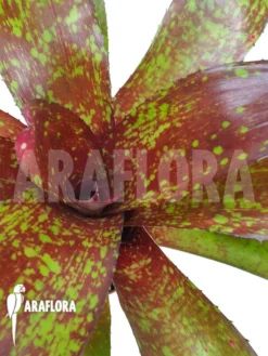 Bromeliad 'Neoregelia Clone B8' -Green Haven Sales Store Neoregelia clone20B8 3