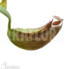 Tropical Pitcher Plant 'Nepenthes Albo-marginata' 'Starter'