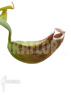 Tropical Pitcher Plant 'Nepenthes Albo-marginata' 'Starter'