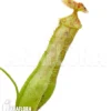 Tropical Pitcher Plant 'Nepenthes Gracilis' 'Starter'