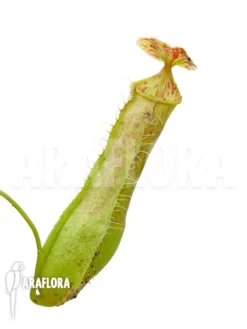 Tropical Pitcher Plant 'Nepenthes Gracilis' 'Starter'