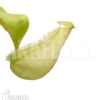 Tropical Pitcher Plant 'Nepenthes X Hookeriana 'yellow''