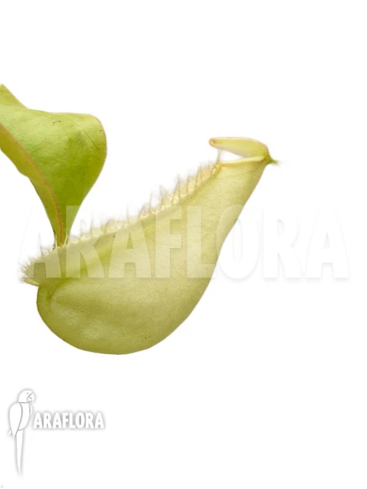 Tropical Pitcher Plant 'Nepenthes X Hookeriana 'yellow'' 1 Tropical Pitcher Plant 'Nepenthes X Hookeriana 'yellow''