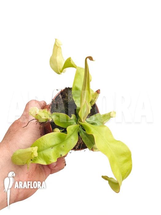 Tropical Pitcher Plant 'Nepenthes X Hookeriana 'yellow'' 2 Tropical Pitcher Plant 'Nepenthes X Hookeriana 'yellow'' - Image 2