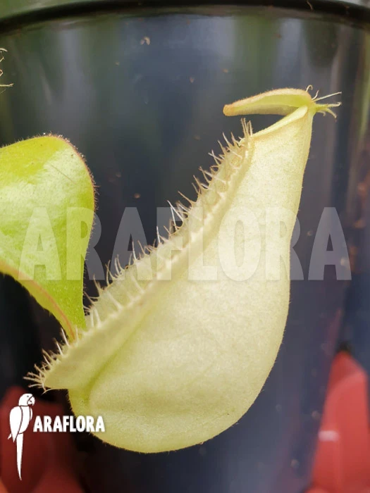 Tropical Pitcher Plant 'Nepenthes X Hookeriana 'yellow'' 4 Tropical Pitcher Plant 'Nepenthes X Hookeriana 'yellow'' - Image 4