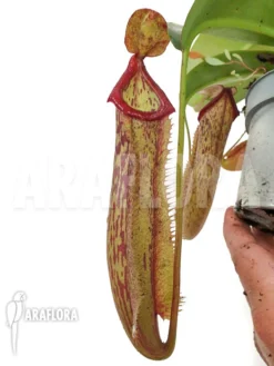 Tropical Pitcher Plant 'Nepenthes X Miranda'