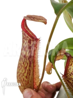 Tropical Pitcher Plant 'Nepenthes X Miranda' -Green Haven Sales Store Nepenthes x miranda 3