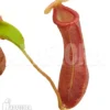 Tropical Pitcher Plant 'Nepenthes X Singalana X Ventricosa' 'Starter'