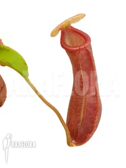 Tropical Pitcher Plant 'Nepenthes X Singalana X Ventricosa' 'Starter'