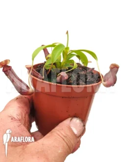 Tropical Pitcher Plant 'Nepenthes X Singalana X Ventricosa' 'Starter' -Green Haven Sales Store Nepenthes x singalana x ventricosa Starter 3
