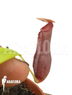 Tropical Pitcher Plant 'Nepenthes X Singalana X Ventricosa' 'Starter' -Green Haven Sales Store Nepenthes x singalana x ventricosa Starter 4