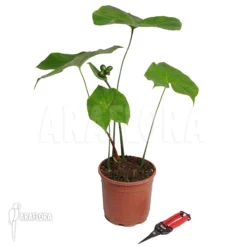 Nephtytis Afzelii -Green Haven Sales Store Nephtytis afzelii 2