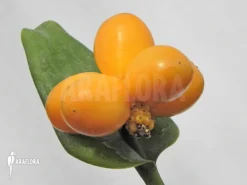 Nephtytis Afzelii -Green Haven Sales Store Nephtytis afzelii 3