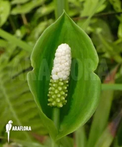 Nephtytis Afzelii -Green Haven Sales Store Nephtytis afzelii 5