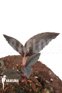 Orchid 'Odonchilus Elwesii'