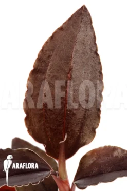 Orchid 'Odonchilus Elwesii' -Green Haven Sales Store Odonchilus elwesii 3