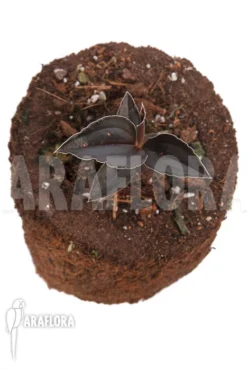 Orchid 'Odonchilus Elwesii' -Green Haven Sales Store Odonchilus elwesii 4