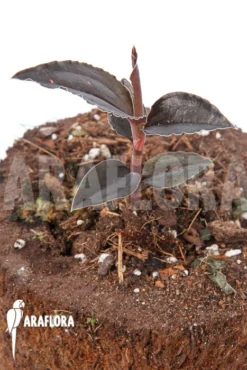 Orchid 'Odonchilus Elwesii' -Green Haven Sales Store Odonchilus elwesii 5