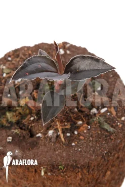 Orchid 'Odonchilus Elwesii' -Green Haven Sales Store Odonchilus elwesii 6