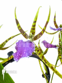 Orchid 'Odontobrassia Billabong 'Celle''