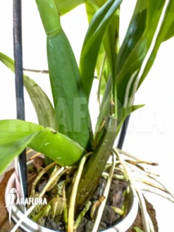 Orchid 'Odontobrassia Billabong 'Celle'' -Green Haven Sales Store Odontobrassia Billabong Celle 3