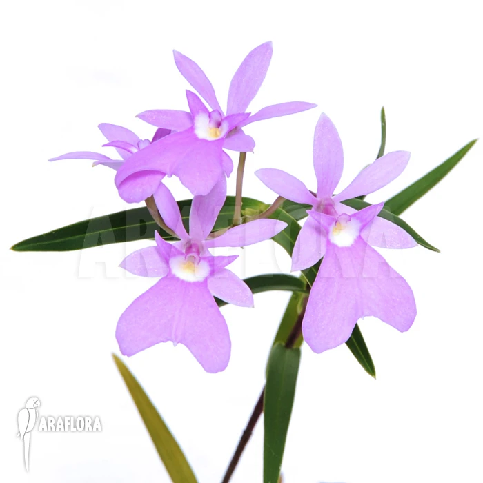 Orchid 'Oerstedella Centradenia' 1 Orchid 'Oerstedella Centradenia'