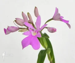 Orchid 'Oerstedella Centradenia' 8 Orchid 'Oerstedella Centradenia' -Green Haven Sales Store Oerstedella centradenia 3