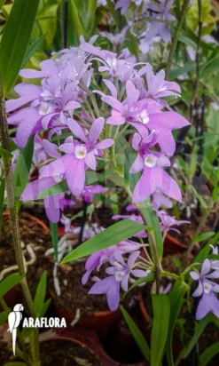 Orchid 'Oerstedella Centradenia' 9 Orchid 'Oerstedella Centradenia' -Green Haven Sales Store Oerstedella centradenia 4