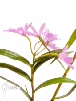 Orchid 'Oerstedella Centradenia' 10 Orchid 'Oerstedella Centradenia' -Green Haven Sales Store Oerstedella centradenia 5