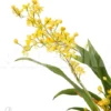 Orchid 'Oncidium 'Twinkle Pearl'