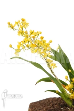 Orchid 'Oncidium 'Twinkle Pearl'