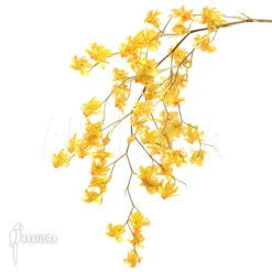 Orchid 'Oncidium Cheirophorum'