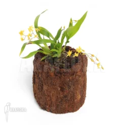 Orchid 'Oncidium Cheirophorum' -Green Haven Sales Store Oncidium cheirophorum 2