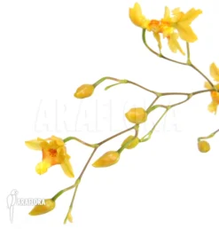 Orchid 'Oncidium Cheirophorum' -Green Haven Sales Store Oncidium cheirophorum 3