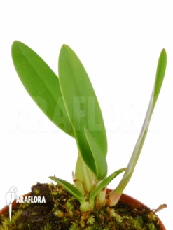 Orchid 'Oncidium Cheirophorum' -Green Haven Sales Store Oncidium cheirophorum 5