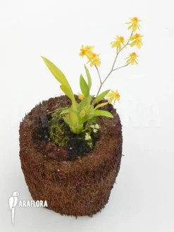 Orchid 'Oncidium Cheirophorum 'S' -Green Haven Sales Store Oncidium cheirophorum S 2