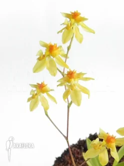 Orchid 'Oncidium Cheirophorum 'S' -Green Haven Sales Store Oncidium cheirophorum S 3