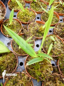 Orchid 'Oncidium Cheirophorum 'S' -Green Haven Sales Store Oncidium cheirophorum S 4