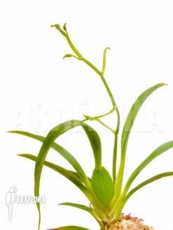 Orchid 'Oncidium Croesus'