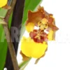 Orchid 'Oncidium Croesus' 'L'