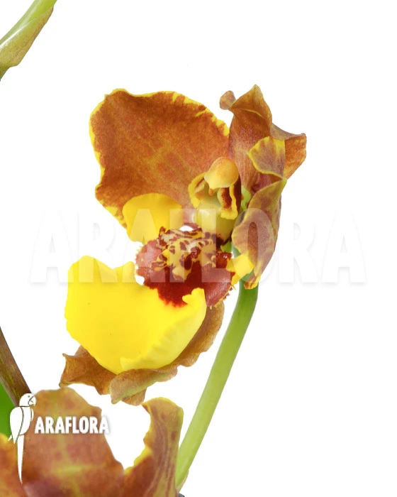 Orchid 'Oncidium Croesus' 'L' 4 Orchid 'Oncidium Croesus' 'L' - Image 4