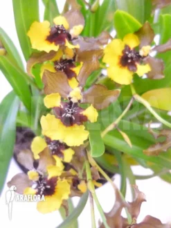 Orchid 'Oncidium Eurycline' -Green Haven Sales Store Oncidium eurycline 2