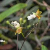 Orchid 'Oncidium Hians'