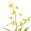 Orchid 'Oncidium Meirax'