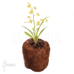 Orchid 'Oncidium Meirax' -Green Haven Sales Store Oncidium meirax 2