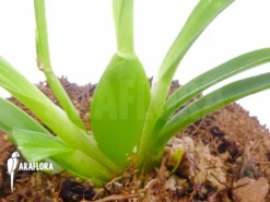 Orchid 'Oncidium Meirax' -Green Haven Sales Store Oncidium meirax 6