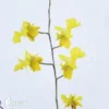 Orchid 'Oncidium Onustum 'L'