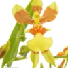 Orchid 'Oncidium Unknown Mini'