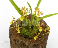Orchid 'Oncidium Unknown Mini' 8 Orchid 'Oncidium Unknown Mini' -Green Haven Sales Store Oncidium unknown mini 5