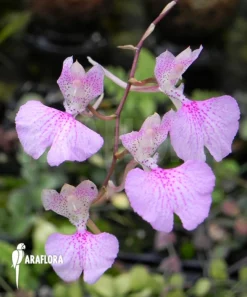 Orchid 'Oncidium Variegatum (Cuba)' -Green Haven Sales Store Oncidium variegatum Cuba 2